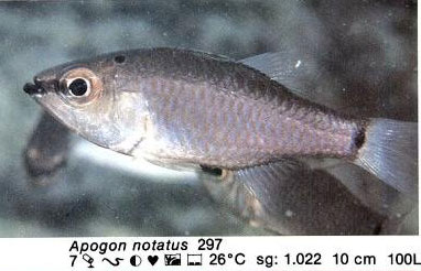 Apogon notatus